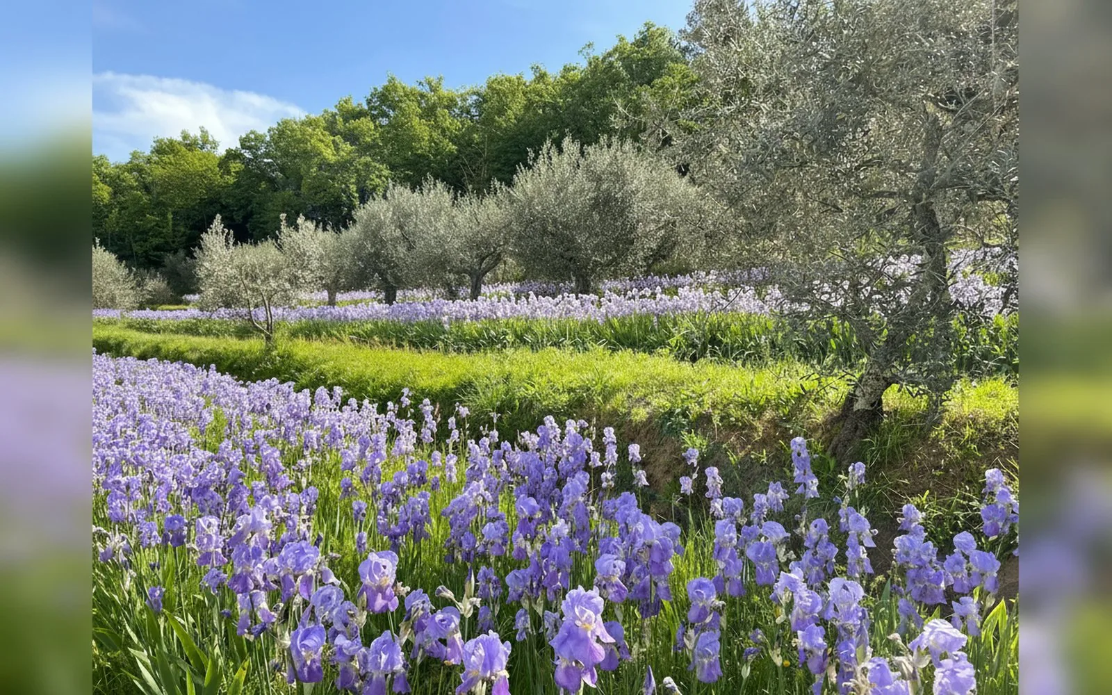 Agriturismo Il Bellini,  — galleria foto 167