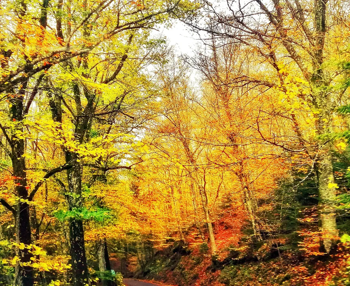 Foresta autunnale con alberi dai colori caldi e fogliame giallo-rosso